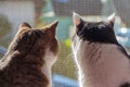 The rear view of two adult young cats black and white and tabby are sitting together on a windowsill and looking through the windo Royalty Free Stock Photo