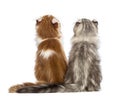 Rear view of two American Curl kittens, 3 months old, sitting and looking up