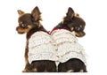 Rear view of two dressed up Chihuahuas, isolated Royalty Free Stock Photo