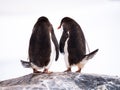 Rear view of two Gentoo penguins, Pygoscelis papua, standing on Royalty Free Stock Photo