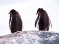 Rear view of two Gentoo penguins, Pygoscelis papua, standing on Royalty Free Stock Photo
