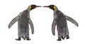 Rear view of two king penguins Royalty Free Stock Photo