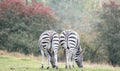 Rear view of two plains zebras, photographed at Port Lympne Safari Park, Ashford, Kent UK