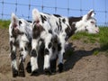 Rear view of two young Dalmation goats standing on bare earth in front of a fence.