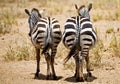 Rear view of two zebra Royalty Free Stock Photo