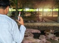 Rear view of veterinarian Doctor wearing protective suit and holding a syringe for Foot and Mouth Disease Vaccine in pig farming. Royalty Free Stock Photo
