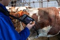 Veterinarian checking cow`s pregnancy with ultrasound device