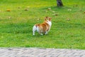 Rear view of Welsh Corgi dog with chubby butt walking on grass