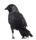 Rear view of a Western Jackdaw looking back Royalty Free Stock Photo