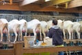 Goat milking facilities in a farm, livestock