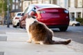 Rear view of a white and grey hairy street cat seated and resting on the concrete pavement. Looking at parked electrical cars