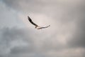 rear view of white seagull fly high in the grey cloudy sky. Royalty Free Stock Photo