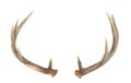 Rear View of Whitetail Deer Antlers Royalty Free Stock Photo
