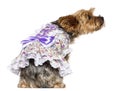 Rear view of Yorkshire Terrier, 7 years old Royalty Free Stock Photo