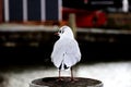 Rear view of young baby seagull standing on a wooden pole against river