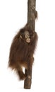 Rear view of a young Bornean orangutan climbing on a tree trunk, Pongo pygmaeus, 18 months old Royalty Free Stock Photo