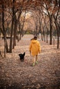 Walking the small black dog in the autumn park Royalty Free Stock Photo