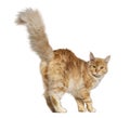 Rear view of a Young ginger maine coon cat walking looking at he camera, isolated on white Royalty Free Stock Photo