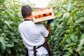 Rear view of Young man farmer carrying tomatoes in hands in wooden boxes in a greenhouse. Royalty Free Stock Photo