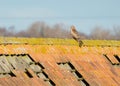 Rear view of young Red Kite, perched on a roof Royalty Free Stock Photo