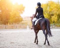 Rear view of young rider woman on bay horse Royalty Free Stock Photo