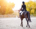 Rear view of young rider woman on bay horse