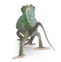 Rear view of Young veiled chameleon