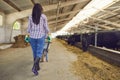 Rear view of a young woman walks with a wheelbarrow past the cows in the stable. Royalty Free Stock Photo