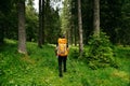 rear young male with a backpack hiking on trail up peaceful lush high elevation green forest. Royalty Free Stock Photo