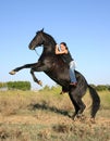 Rearing black horse