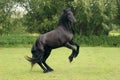 Rearing black horse Royalty Free Stock Photo