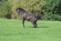 Rearing black Horse Royalty Free Stock Photo