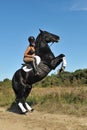 Rearing horse Royalty Free Stock Photo