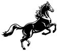 Rearing horse black white Royalty Free Stock Photo