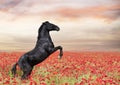 rearing horse in poppies Royalty Free Stock Photo