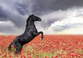 rearing horse in poppies Royalty Free Stock Photo