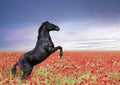 rearing horse in poppies Royalty Free Stock Photo