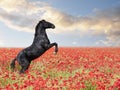 rearing horse in poppies Royalty Free Stock Photo