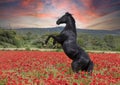 Rearing  horse in poppies Royalty Free Stock Photo