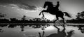 A rearing horse's silhouette is reflected on the water's surface in a grayscale twilight scene Royalty Free Stock Photo