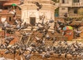 Rearing of Pigeons