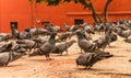 Rearing of Pigeons
