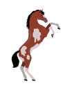 Rearing Pinto Horse Illustration in Flat Design