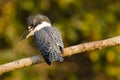 Rearview Closeup, Sunlit Ringed Kingfisher Perched on Branch
