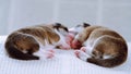 Rearview of sleepy multicolored brown white, black two blind welsh corgi puppies sleeping together on white soft blanket