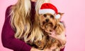 Reason love christmas with pets. Ways to have merry christmas with pets. Girl attractive blonde hold dog pet pink Royalty Free Stock Photo