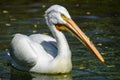 Reat white pelican,Pelecanus onocrotalus, eastern white pelican, rosy pelican or white pelican is a bird in the pelican family sum