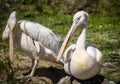 Reat white pelican,Pelecanus onocrotalus, eastern white pelican, rosy pelican or white pelican is a bird in the pelican family sum