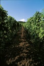 Rebbe Landscape Switzerland Aargau Tergerfelden Vine Series Royalty Free Stock Photo
