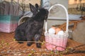Rebbit smelling basket with eggs